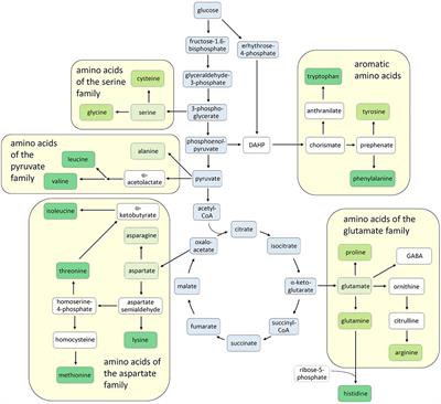 Editorial: Amino Acids in Plants: Regulation and Functions in Development and Stress Defense